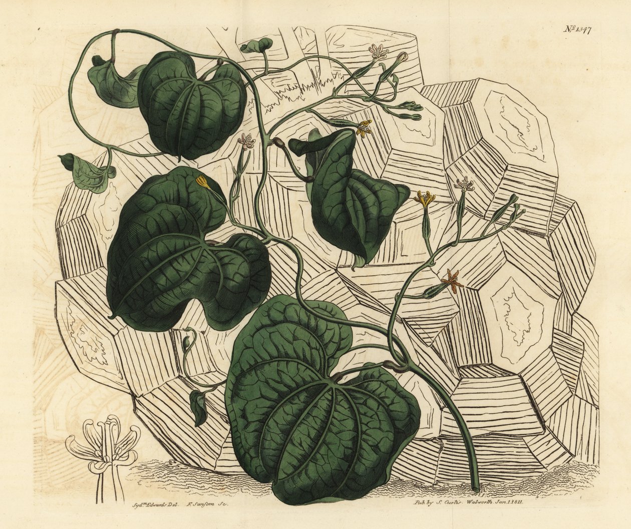 Sloní noha, Dioscorea elephantipes (samičí bryony, Tamus elephantipes faemina) od Unbekannt