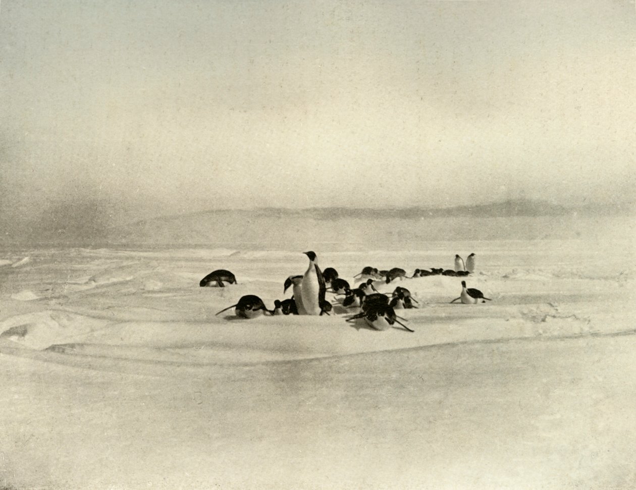 Císařské sáňkování, c 1908, 1909 od Unbekannt