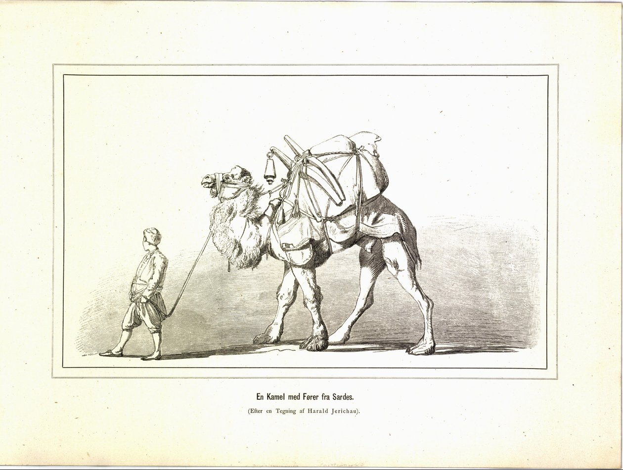 Velbloud s vůdcem ze Sardis. Ilustrace převzata z knihy Různorodé obrázky cestovatelů od Jerichau-Baumanna, Elisabeth a vydané nakladatelstvím Forlagsbureauet (Kodaň, 1881) od Unbekannt