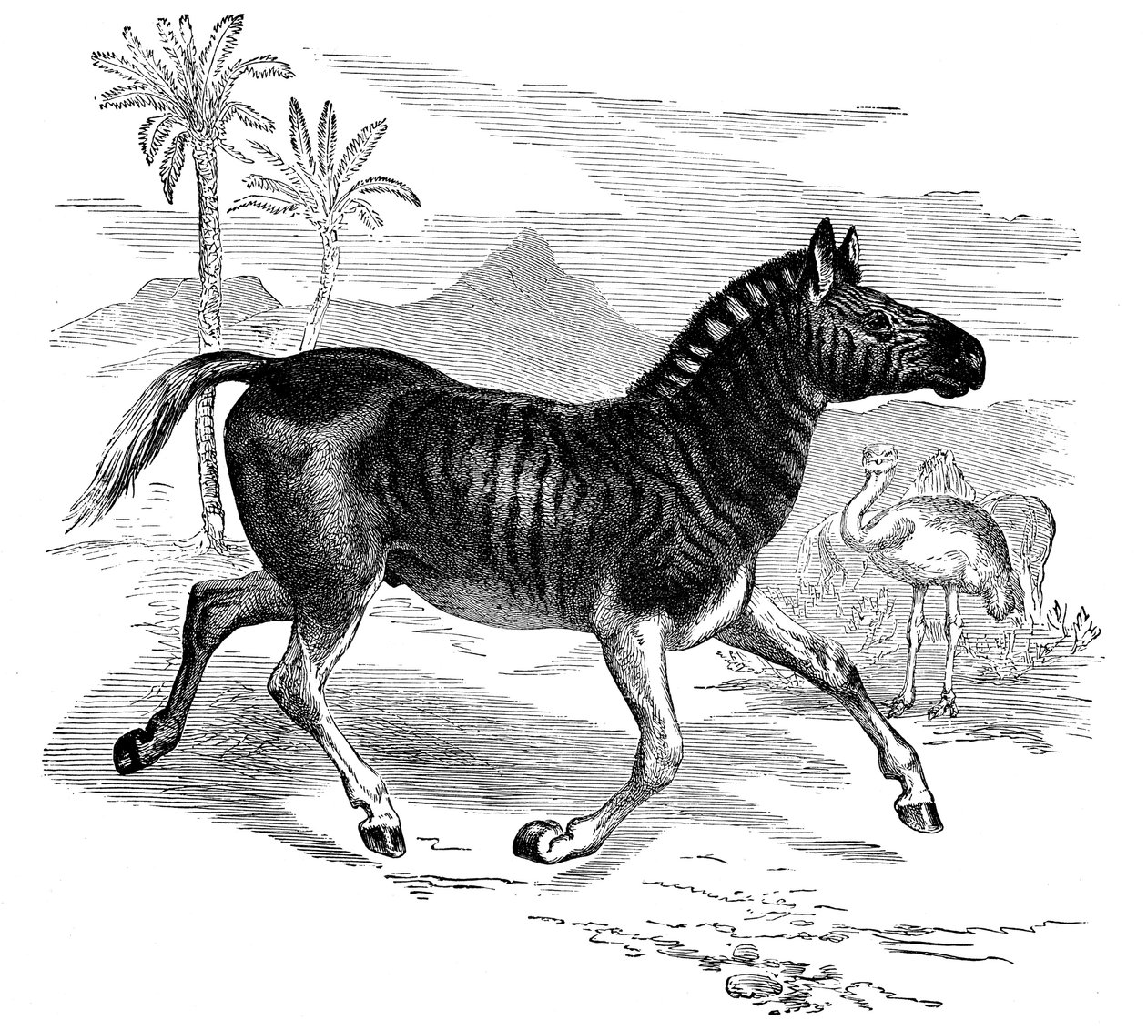 Rytina Quagga, 1884 od Unbekannt