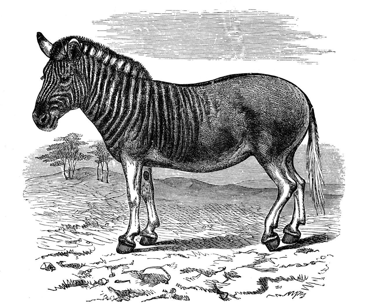 Rytina Quagga, 1893 od Unbekannt