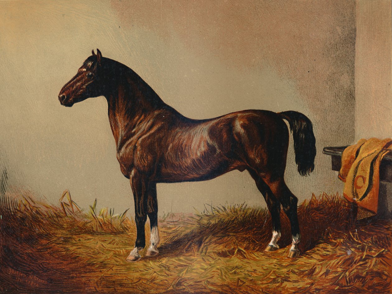 Celý Pony Hack Don Carlos, c1897. od Unbekannt