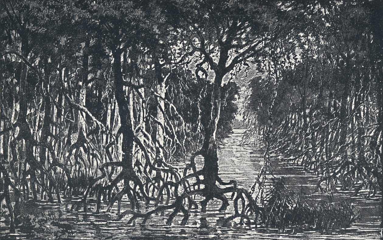 Rovníkový africký les, 1924 od Unbekannt