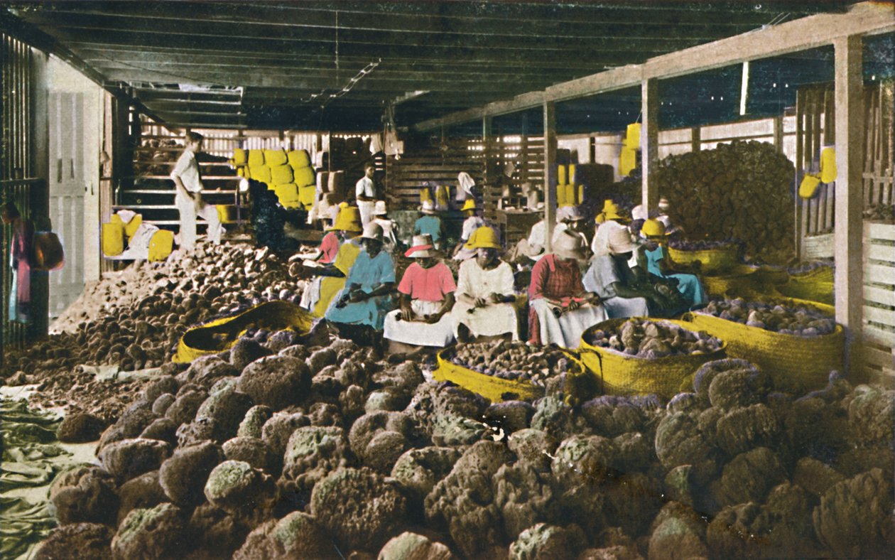 Esfakis - Sponge Packing House - Nassau, Bahamy, c1930. od Unbekannt
