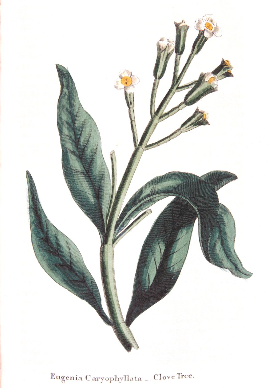 Eugenia caryophyllata - hřebíček, 1823 od Unbekannt