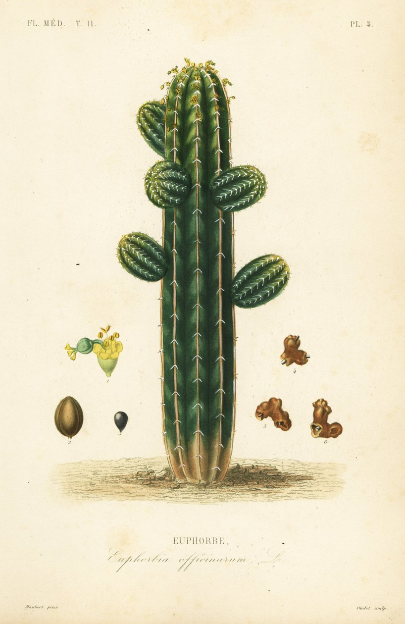 Euphorbia officinarum, Euphorbe od Unbekannt