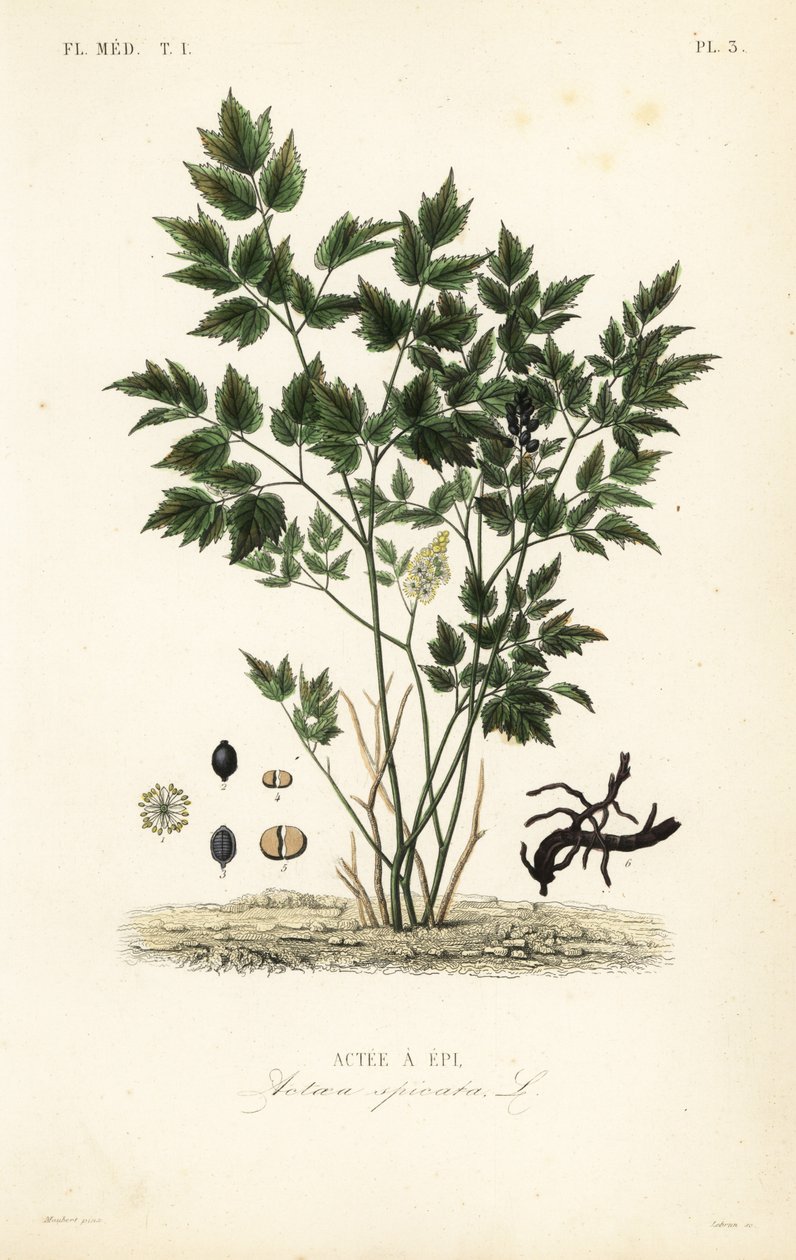Baneberry nebo bylina Christopher, Actaea spicata, Actee a epi od Unbekannt
