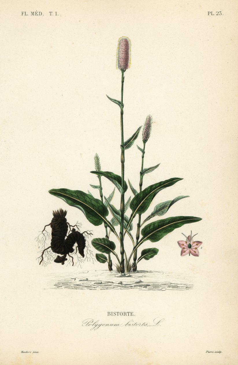 Bistort evropský nebo hadí kořen, Persicaria bistorta, Polygonum bistorta, Bistorte od Unbekannt