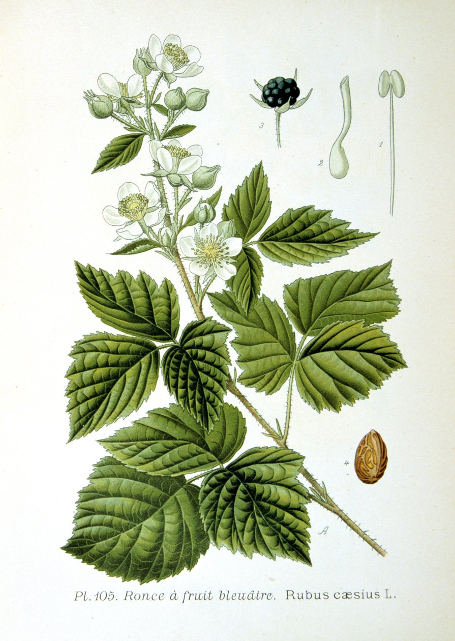 Ostružiník obecný, 1893 od Unbekannt