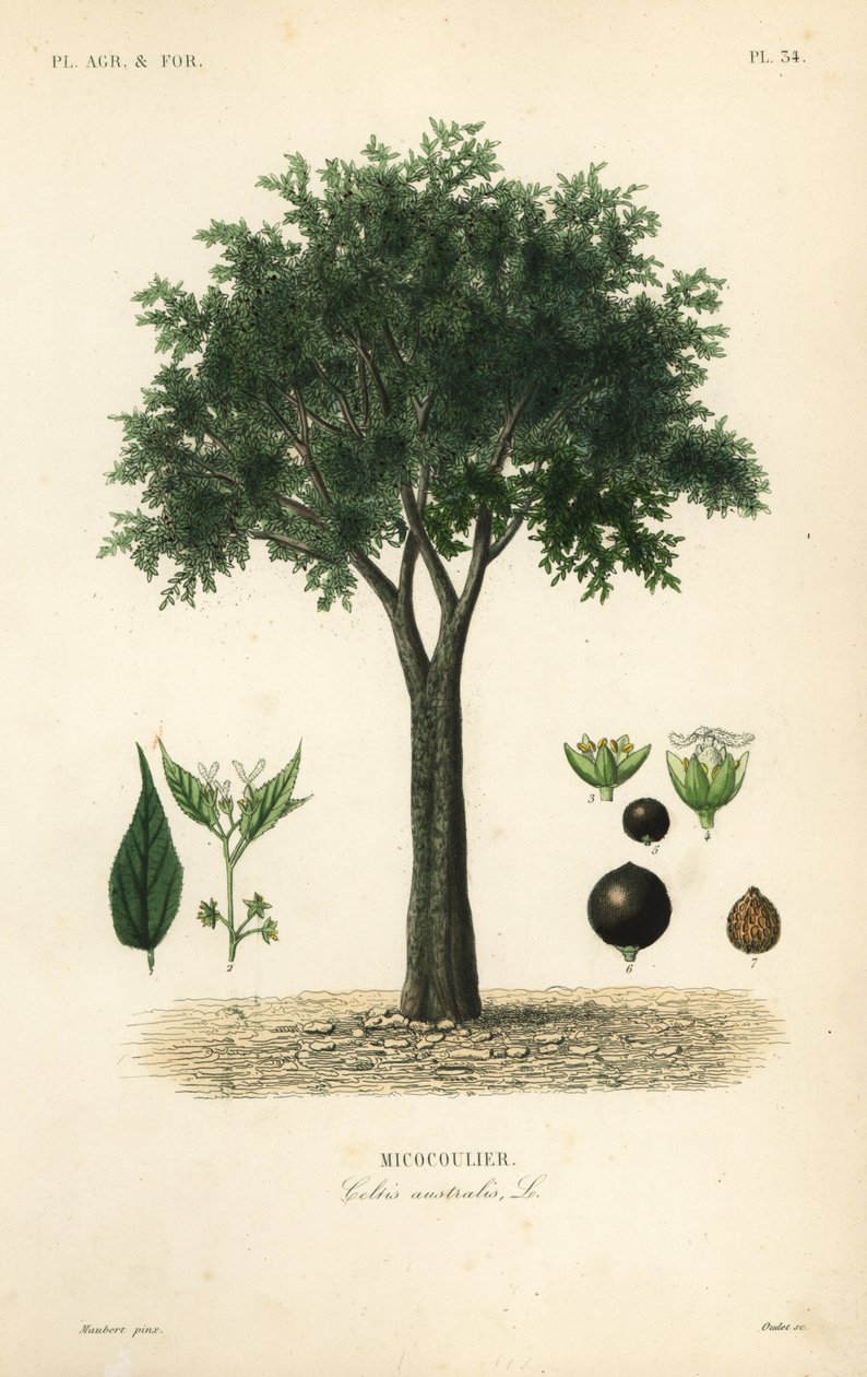 kopřiva evropská, středomořská štěnice, lote tree nebo medovka, Celtis australis, micocoulier od Unbekannt