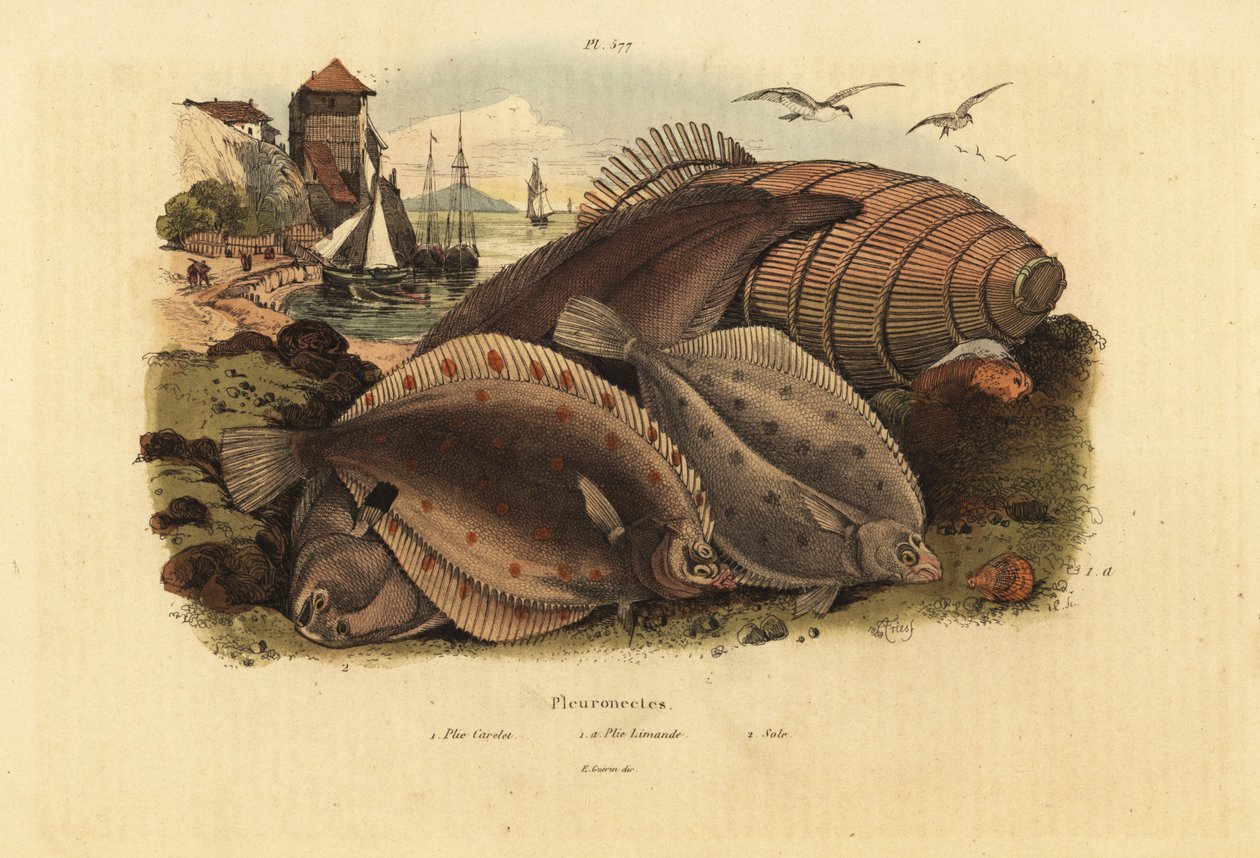 Platýs evropský, Pleuronectes platessa 1, obecná štika, Files 1a, a Dover solea, Solea solea 2 od Unbekannt
