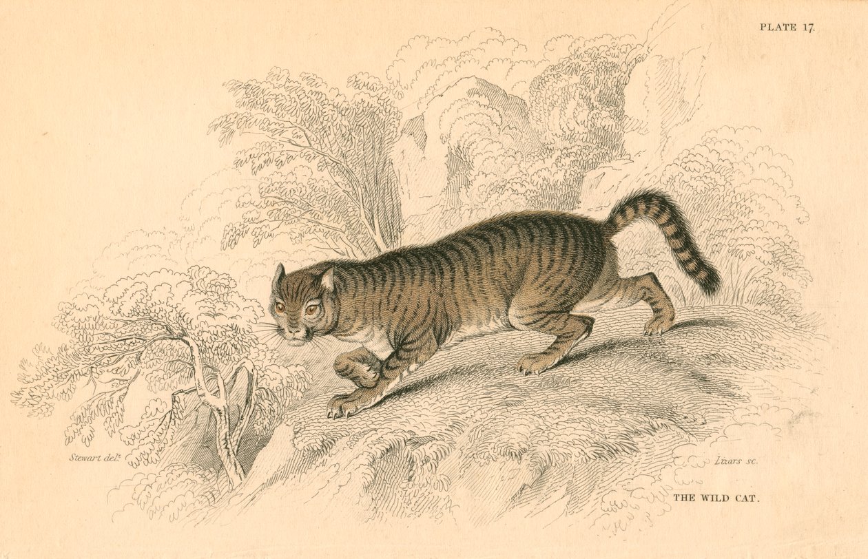 Evropská divoká kočka Felis silvestris, 1828 od Unbekannt