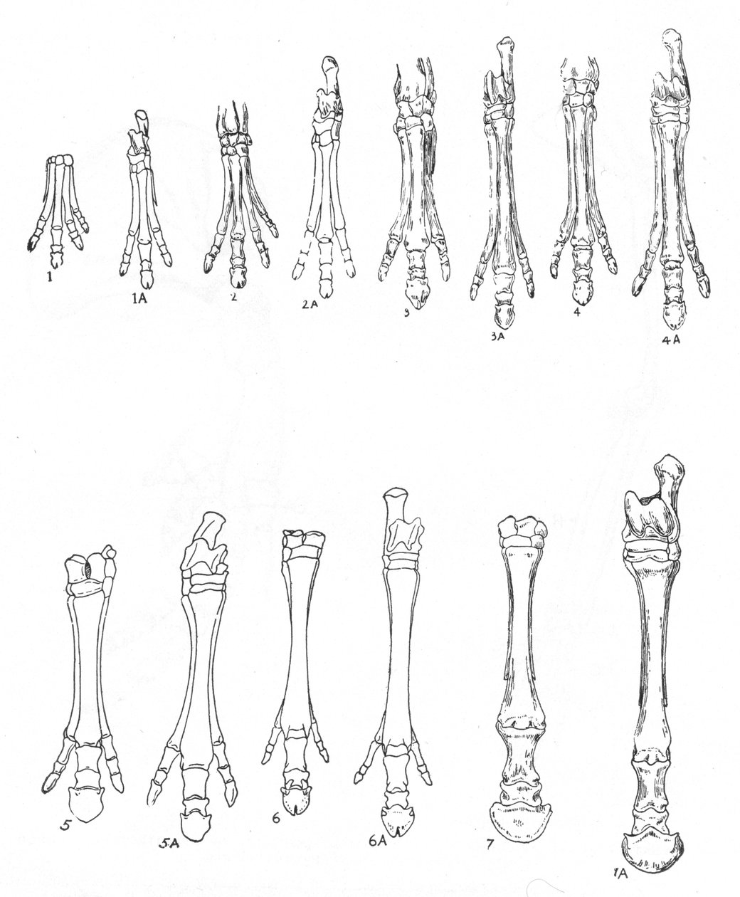 Evoluce koně, c1920 od Unbekannt