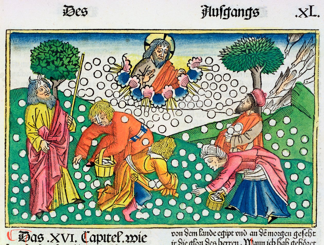 Exodus 16:13-22: Bůh poskytuje Izraelitům křepelky a mannu od Unbekannt