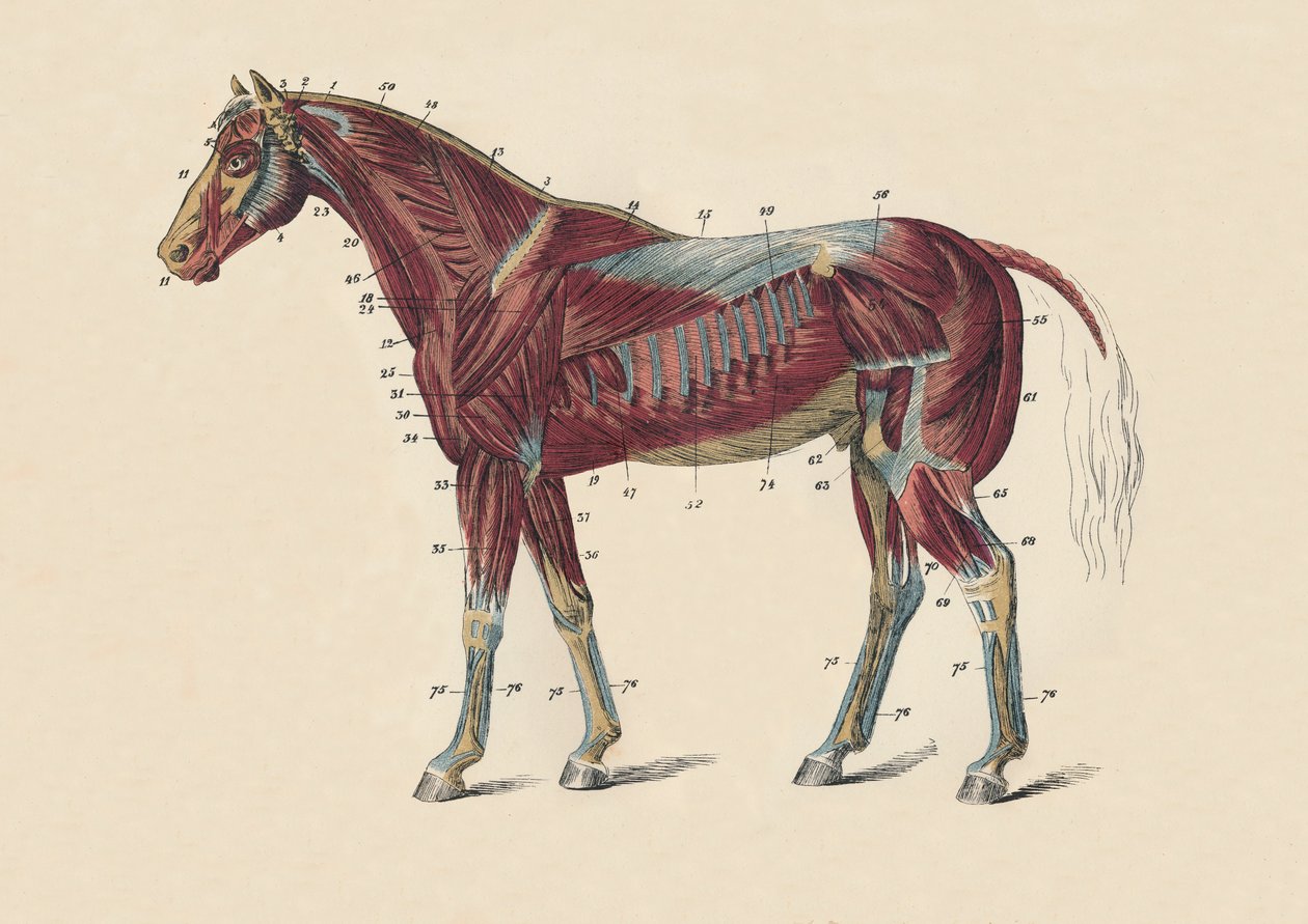 Vnější svaly a šlachy těla koně, c1879. od Unbekannt