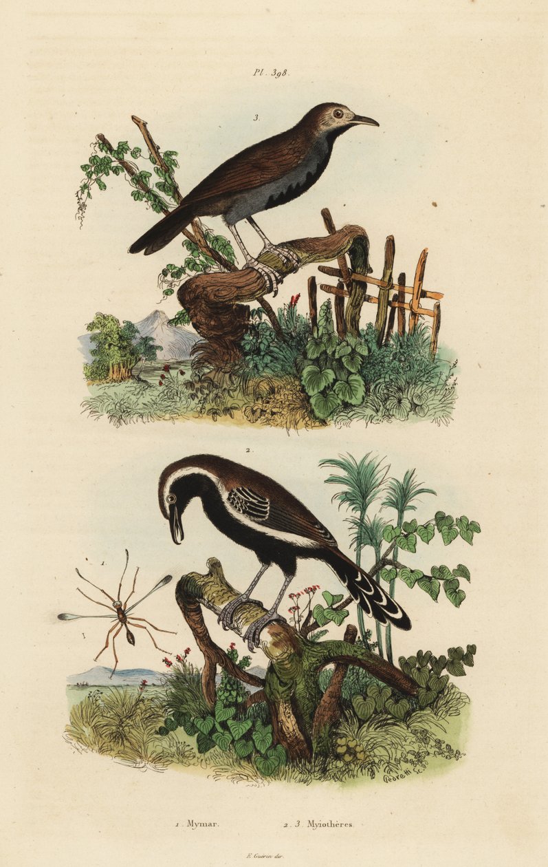 víla, Mymar pulchellum 1, mravenec jižní, Formicivora grisea 2 a mravenec černohrdlý, Myrmophylax atrothorax melanura 3 od Unbekannt