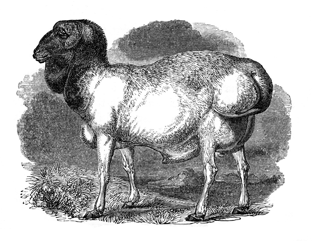 Tlusté ovce z Tartarie, 1848 od Unbekannt