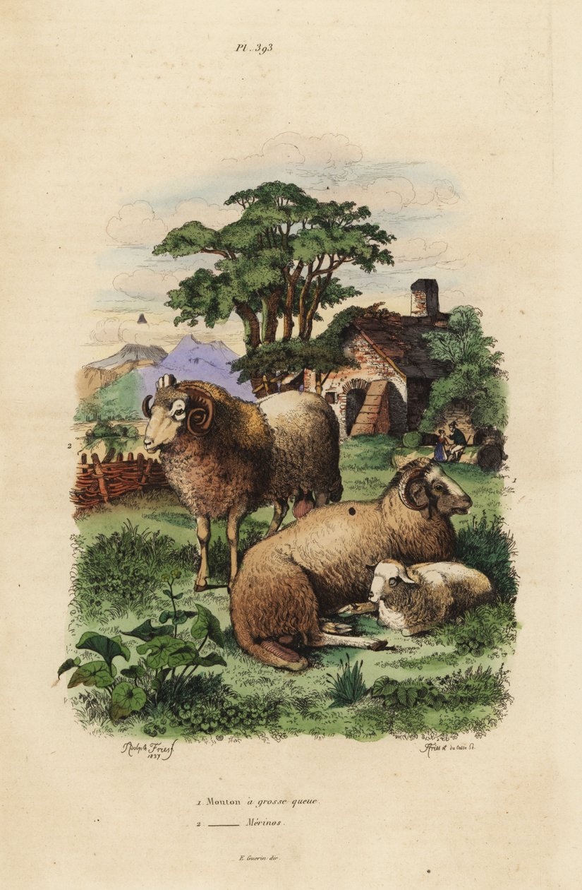 Ovce tlustoocasá, Ovis aries 1, a ovce Merino, Ovis aries 2 od Unbekannt