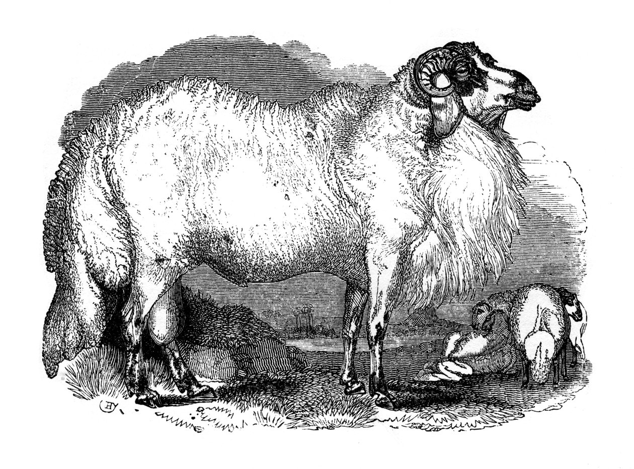 Ovce tlustoocasá ze Sýrie, 1848 od Unbekannt