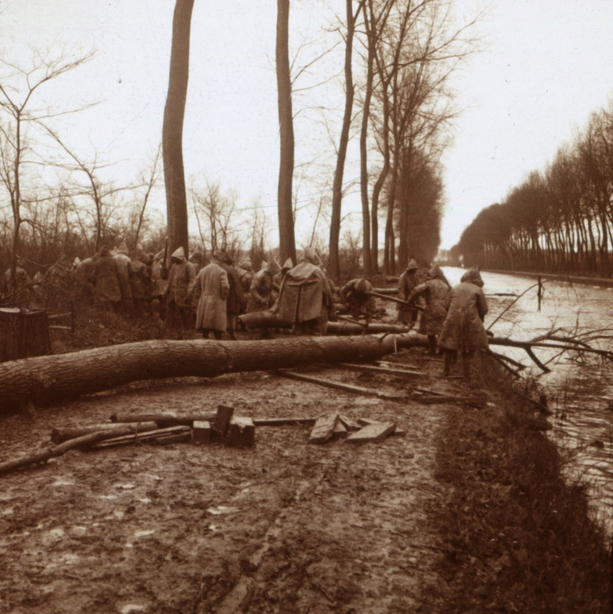 Kácení stromů, Noyon, severní Francie, c1914-c1918 od Unbekannt