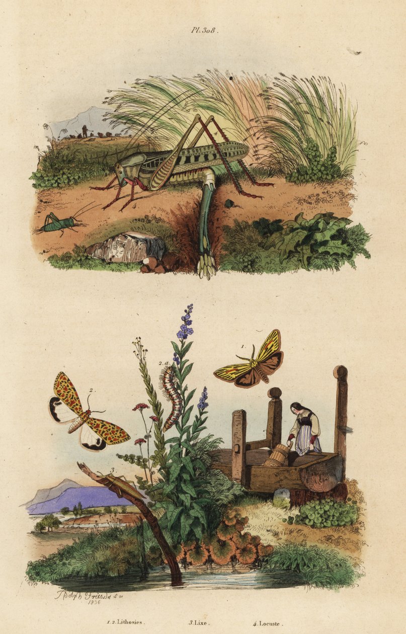 Samice saranče bradavičnaté snášející vajíčka, Decticus verrucivorus 4, lokne opeřený, Spiris striata 1, a opice karmínově skvrnitá, Utetheisa pulchella 2, a Lixus paraplecticus brouk 3. Lithosies, lixe, saranče od Unbekannt