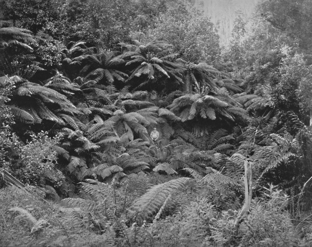 Fern-Tree Valley, pod Mount Wellington, 19. století od Unbekannt