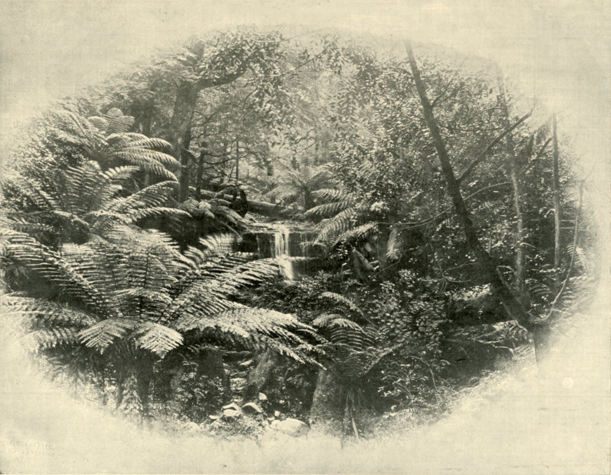 Fern Tree Gully, Tasmánie, 1901. od Unbekannt