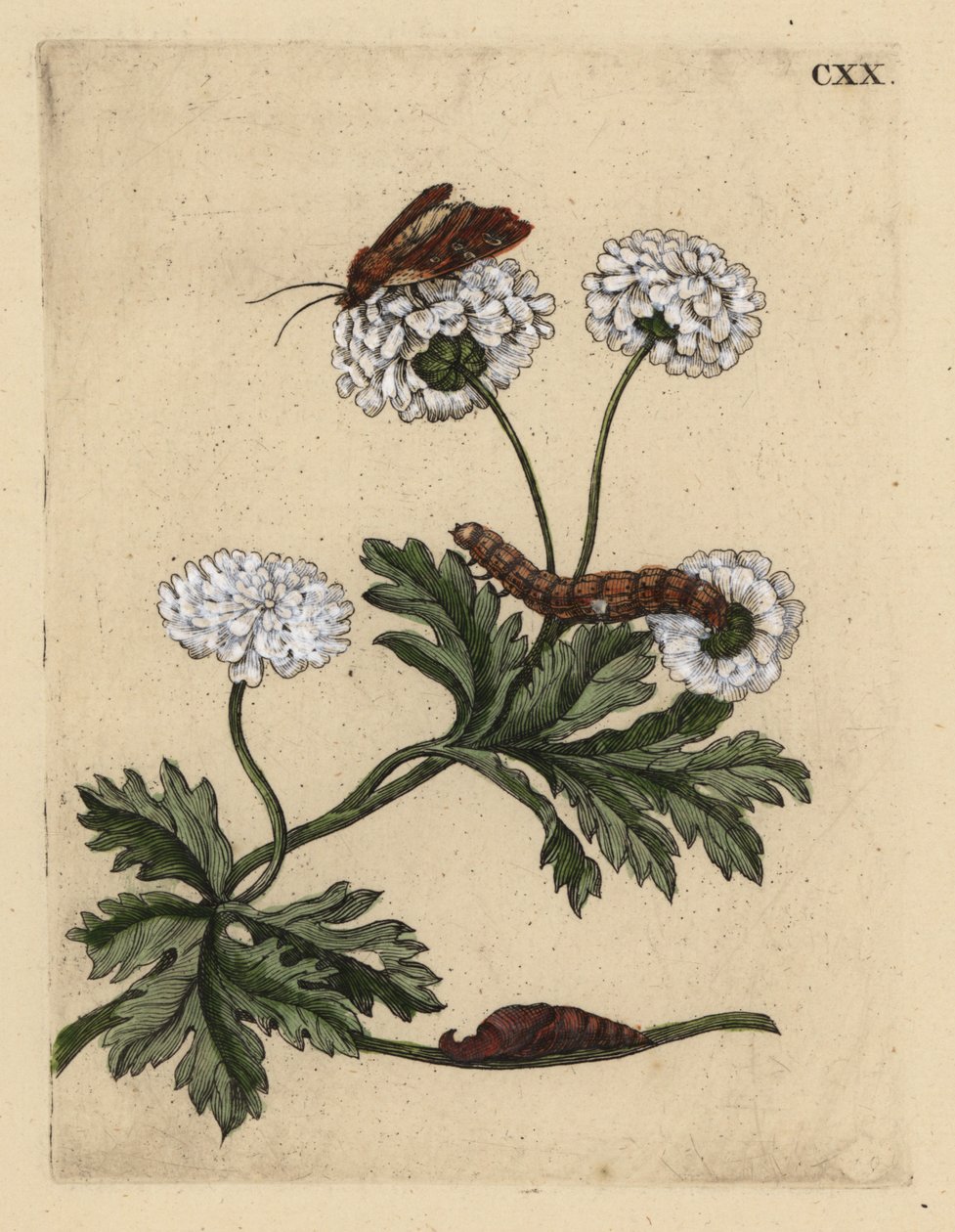 Feverfew, Tanacetum parthenium, s molem, housenkou a kuklou, CXX od Unbekannt