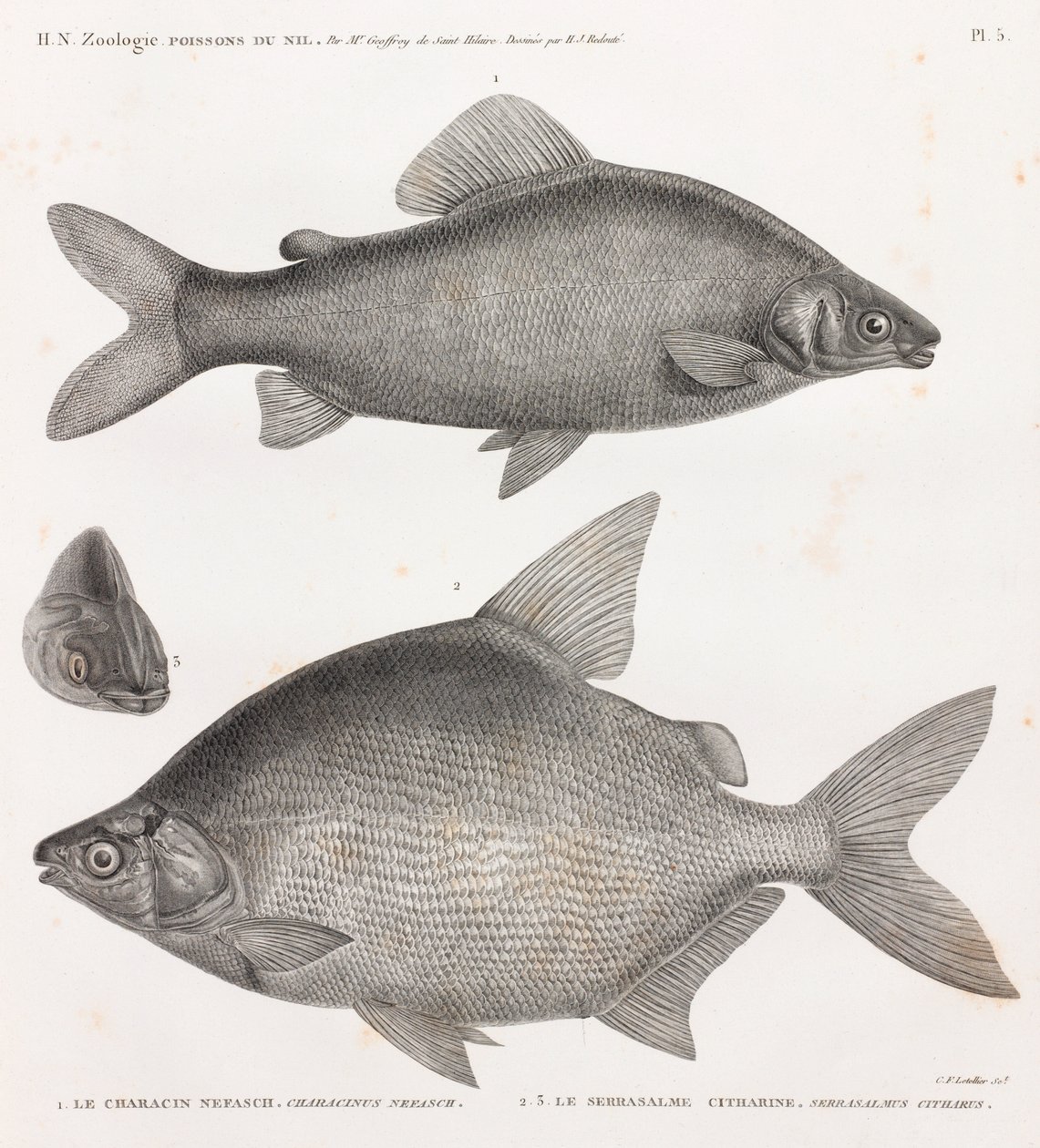 Ryby: Characin Nefasch & Serrasalme Citharine od Unbekannt