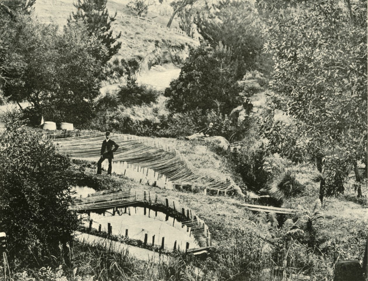 Rybníky, Ercildoune, poblíž Ballarat, 1901. od Unbekannt