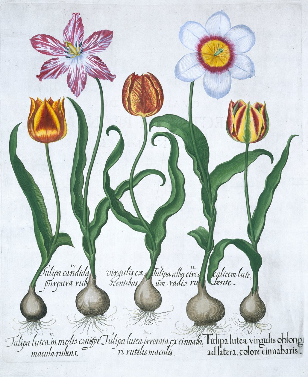 Pět tulipánů, 1613 od Unbekannt