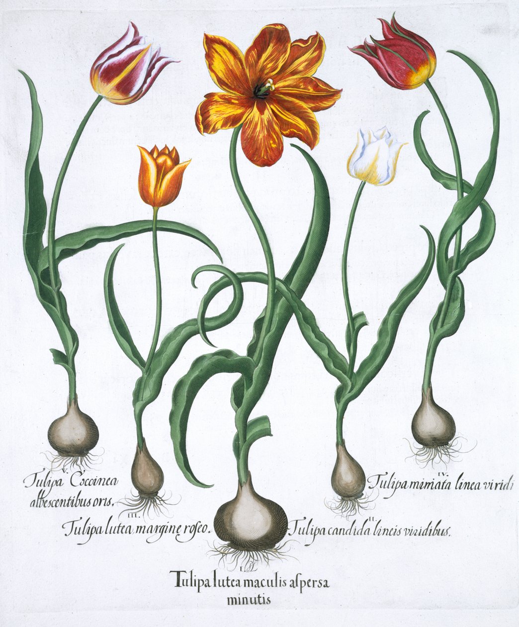 Pět tulipánů, 1613 od Unbekannt