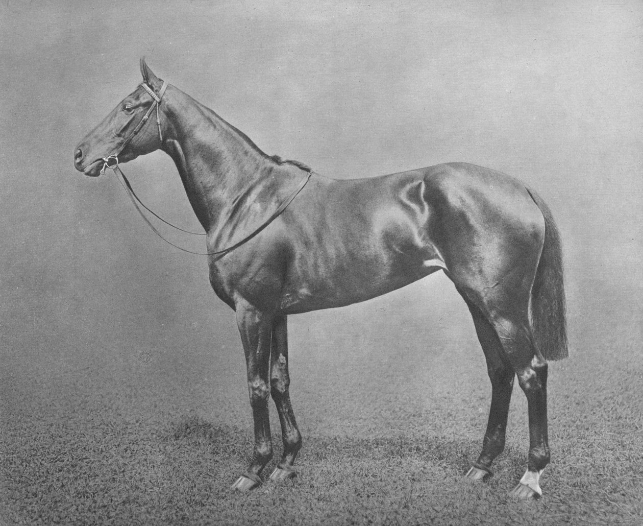 Flair, 1911 od Unbekannt