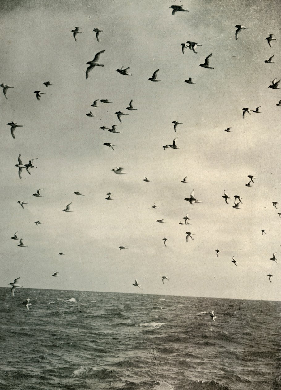 Let Antarctic Petrels, c1908, 1909. od Unbekannt