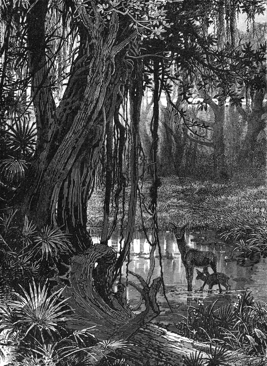 Florida Everglades, USA, c1885 od Unbekannt