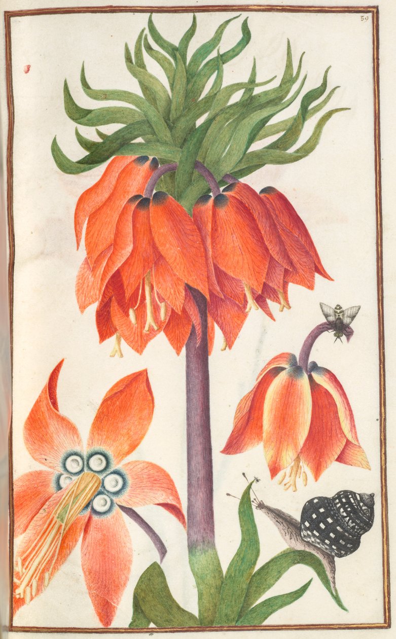 Florilegium: strana 19 recto oranžová fritillaria imperialis koruna císařská, 1608. od Unbekannt