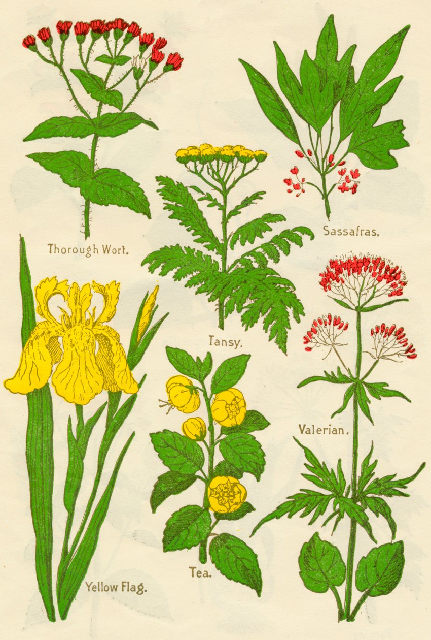 Květiny: sladina, Tansy, Sassafras, kozlík lékařský, žlutá vlajka, čaj, kozlík lékařský, c1940 od Unbekannt