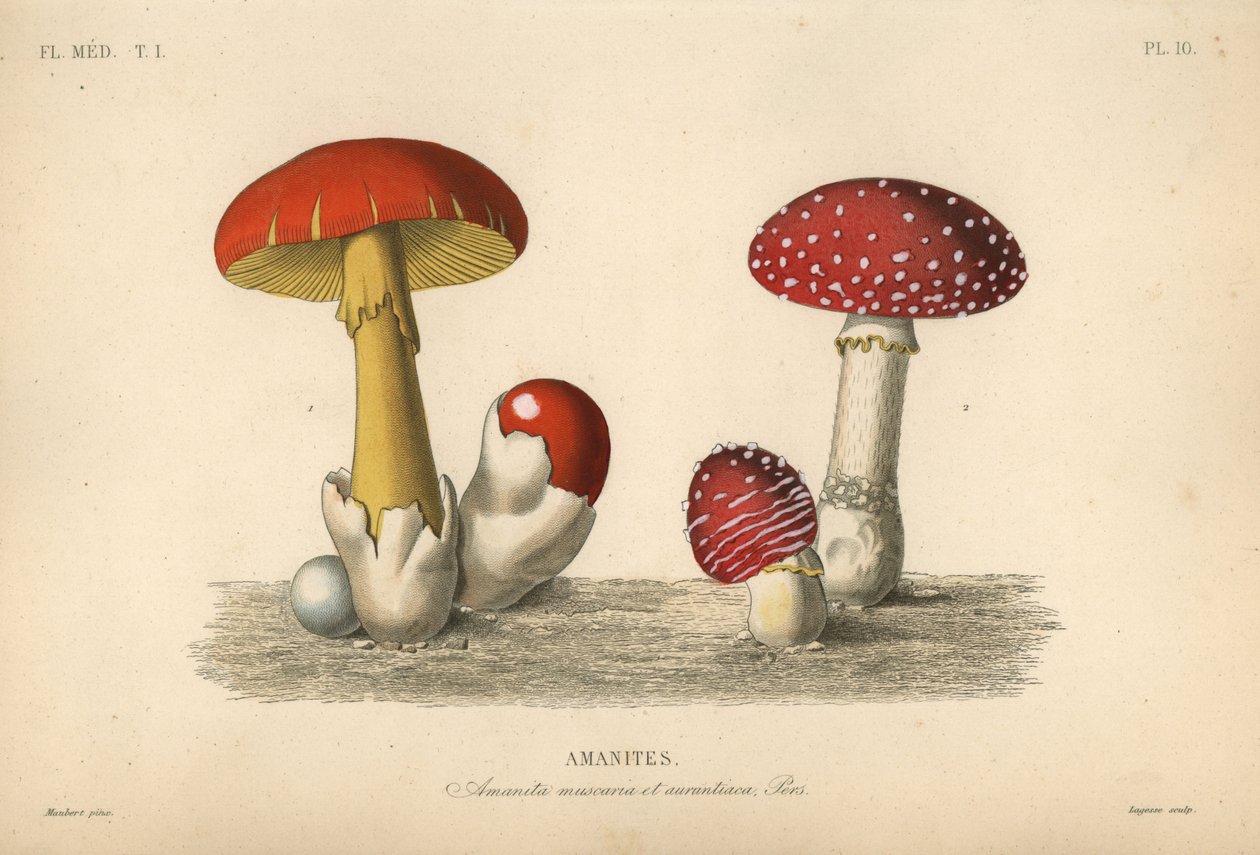 Muchomůrka, muchomůrka muscaria, muchomůrka královská, muchomůrka aurantiaca od Unbekannt