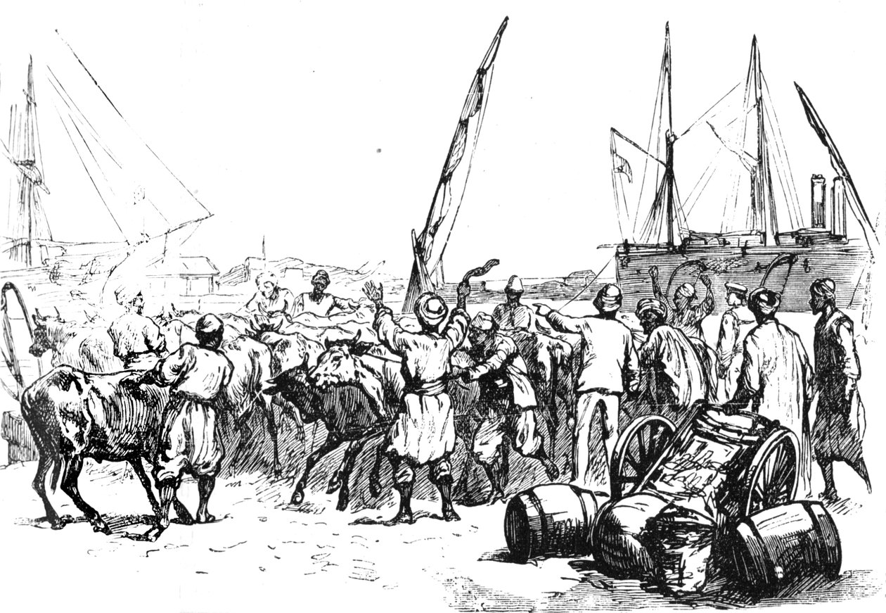 Jídlo pro jednotky: Vylodění dobytka v Port Said, c1882 od Unbekannt
