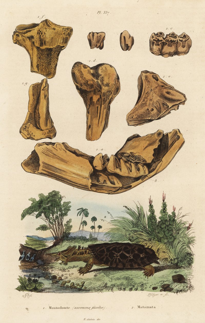 Fosilní kosti vyhynulého amerického mastodonta Mammut americanum 1 a mata mata, Chelus fimbriata 2 od Unbekannt