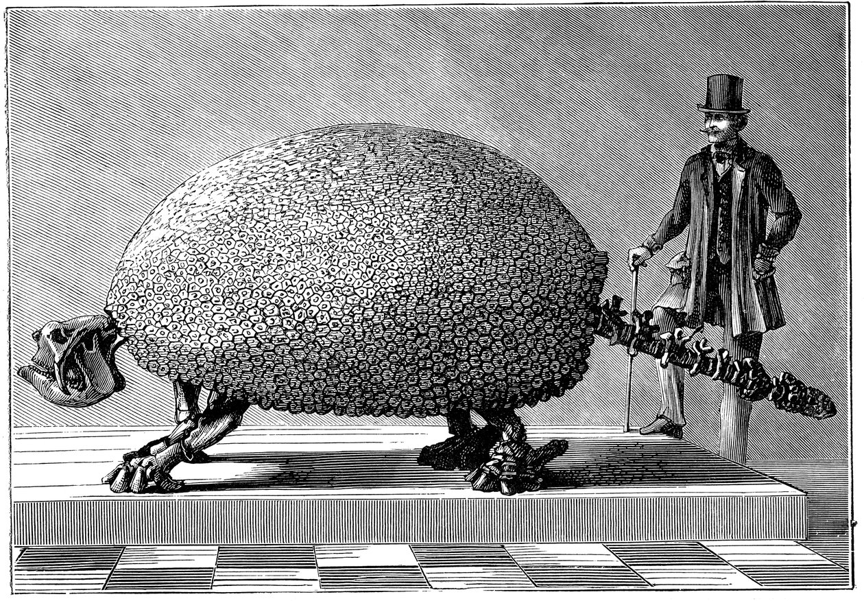 Fosílie obřího pásovce z Jižní Ameriky, c1890 od Unbekannt