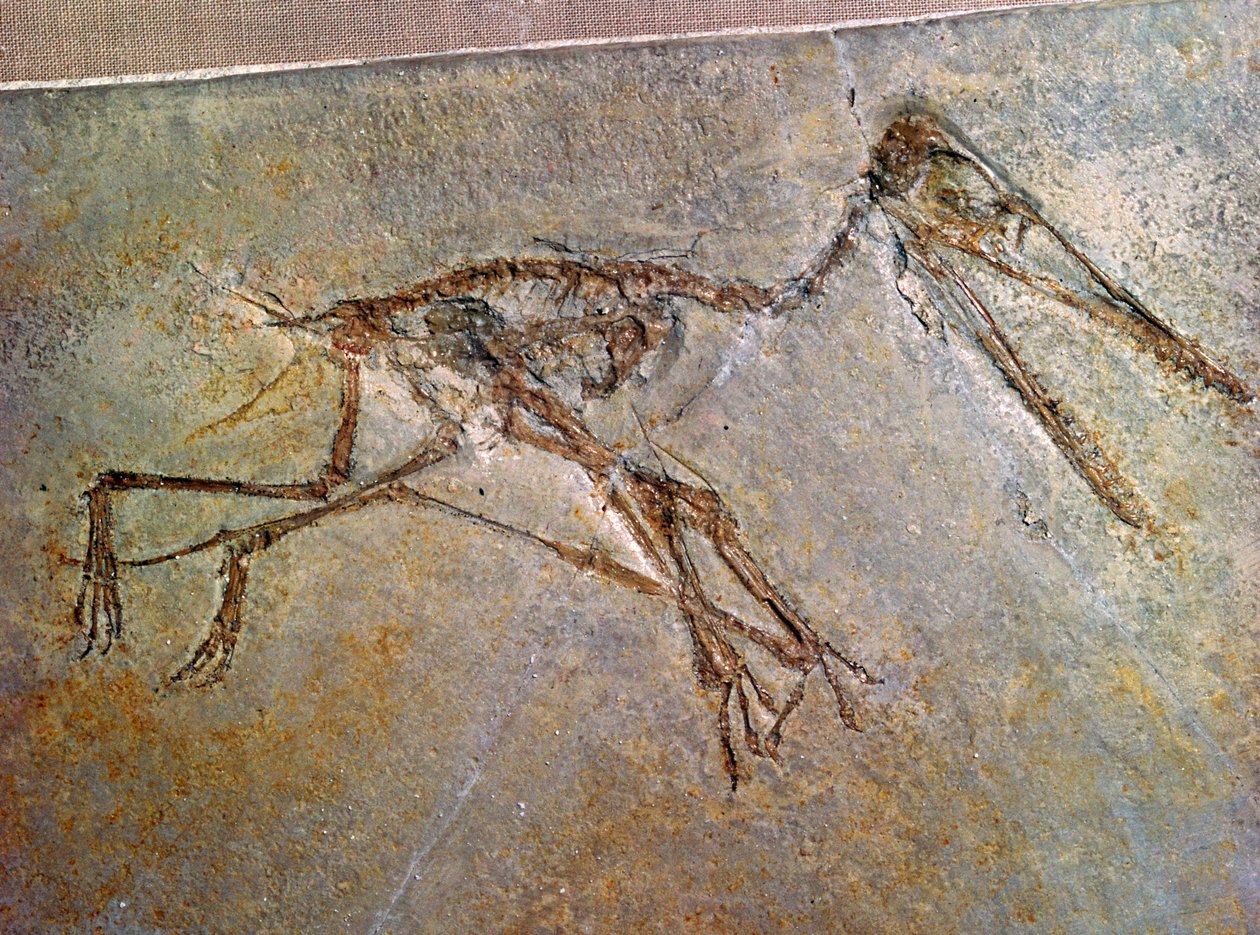 Fosilní kostra pterodaktyla ze sbírky Britského muzea od Unbekannt