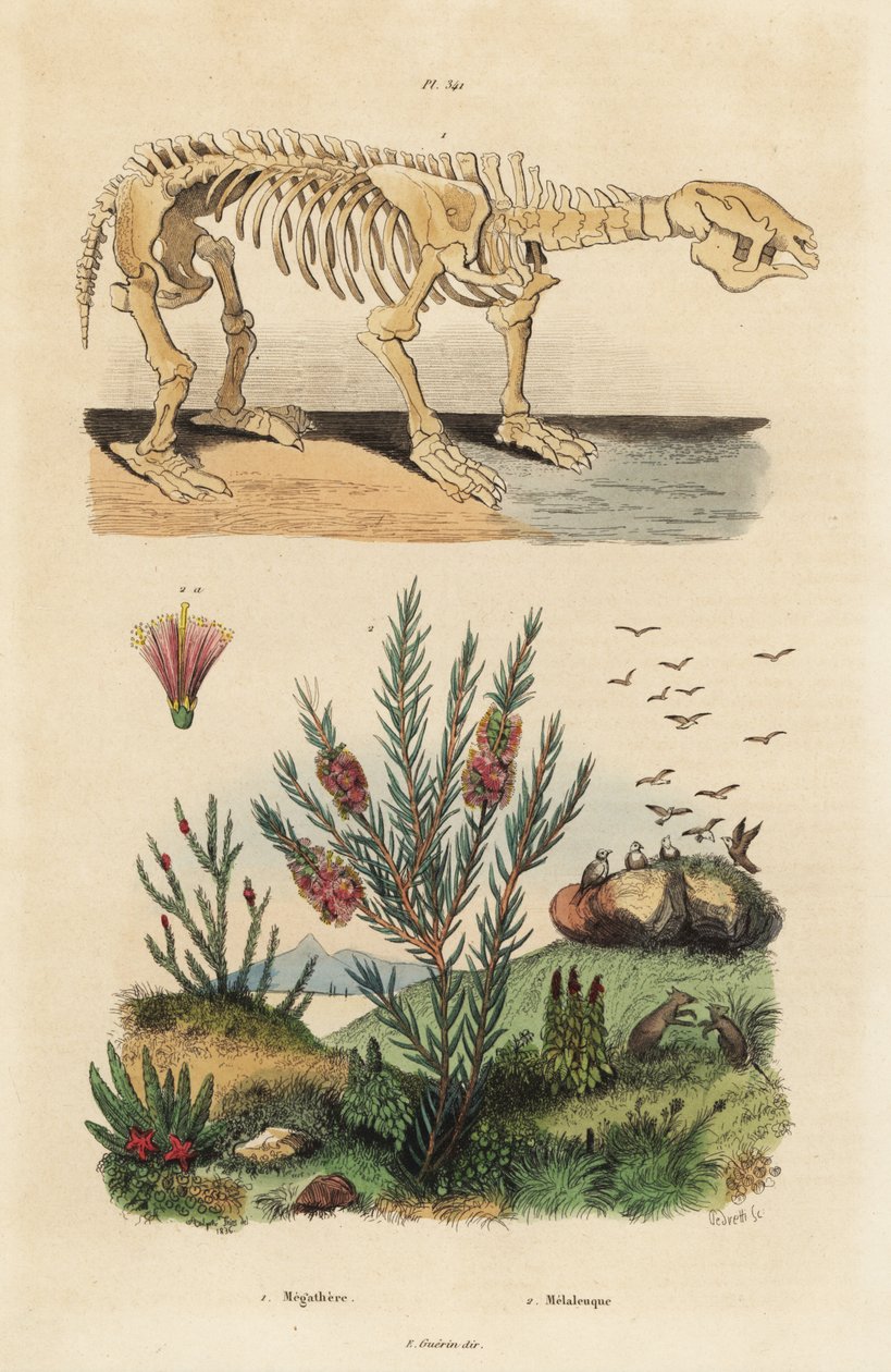Fosilní kostra vyhynulého obřího zemního lenochoda Megatherium americanum a keře čajovníku nebo medu myrty druhu Melaleuca od Unbekannt