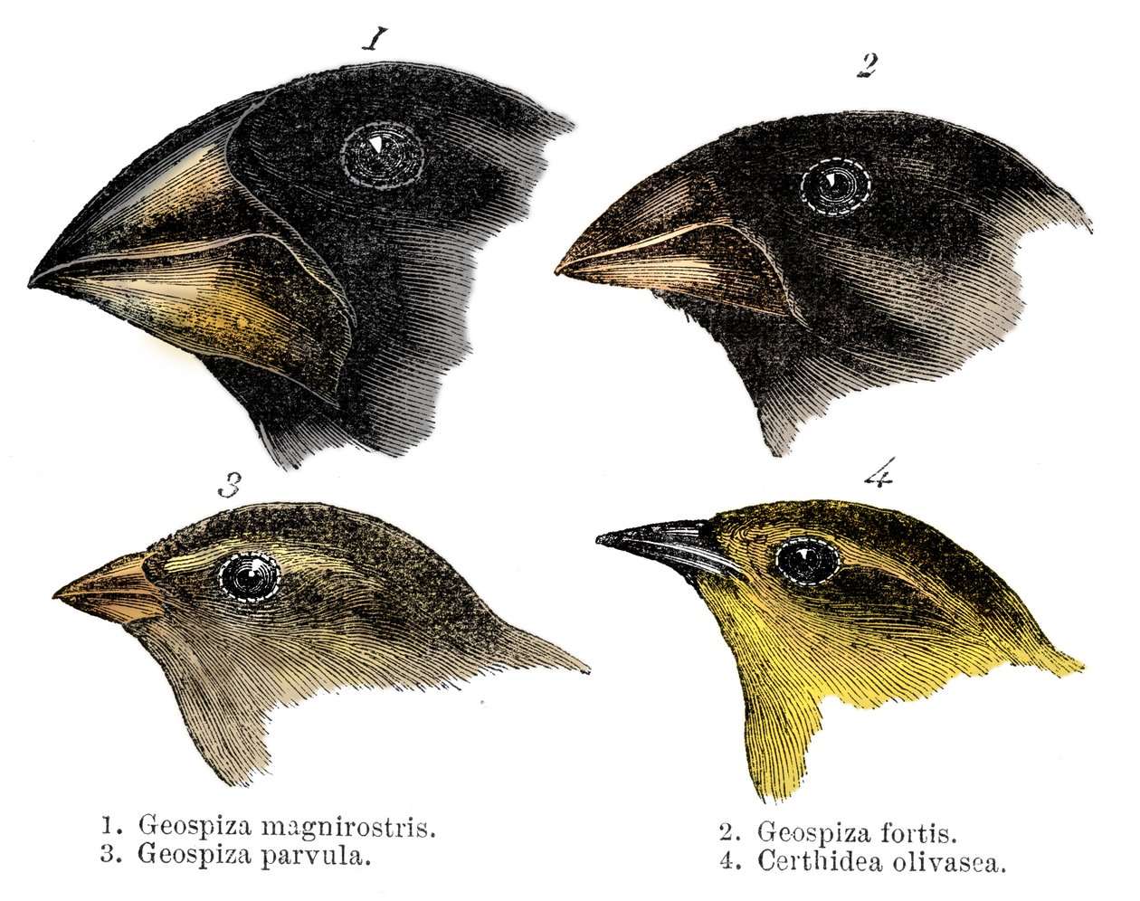 Čtyři nebo druhy pěnkav pozorované Darwinem na Galapágách od Unbekannt