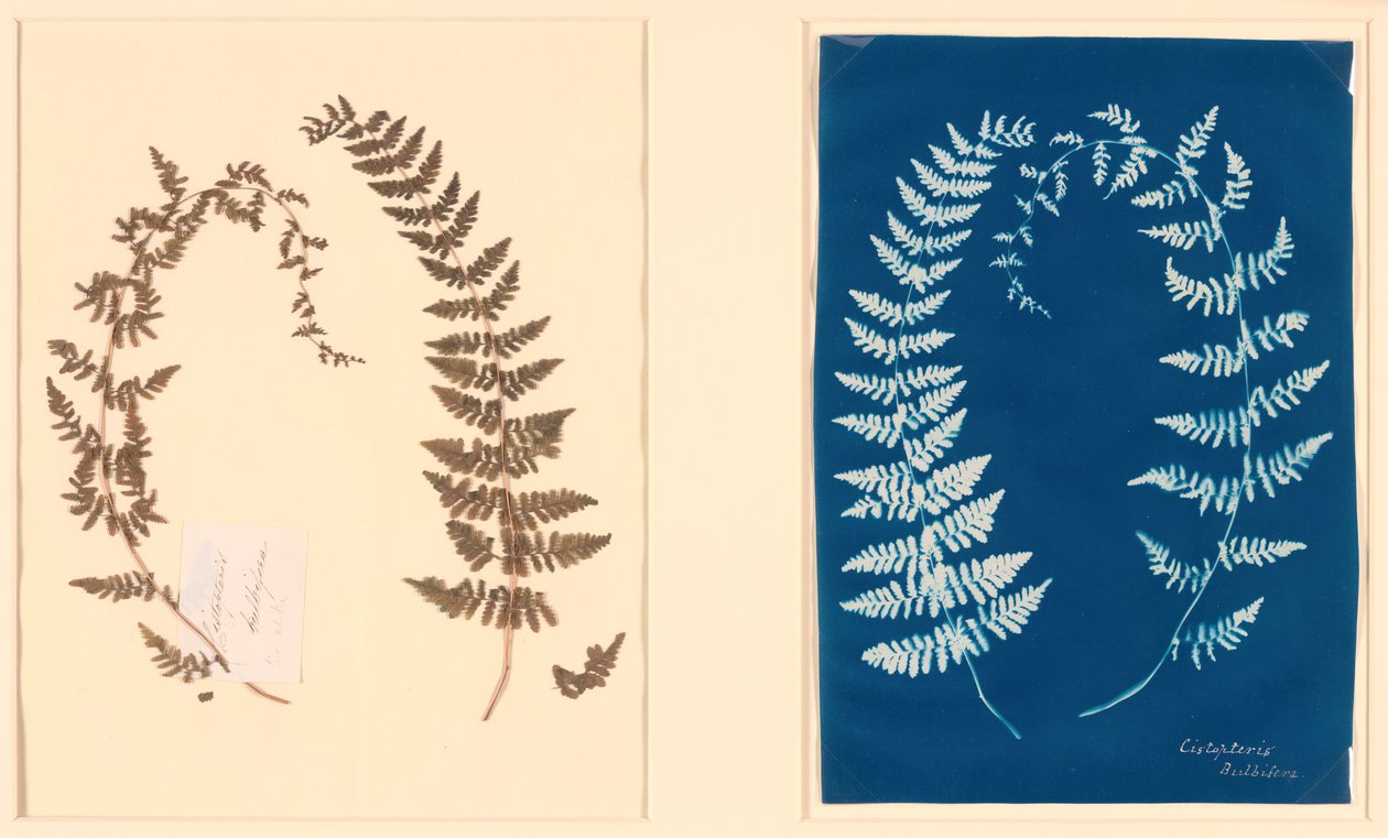 Z alba Hatton Fern, c. 1850. od Unbekannt