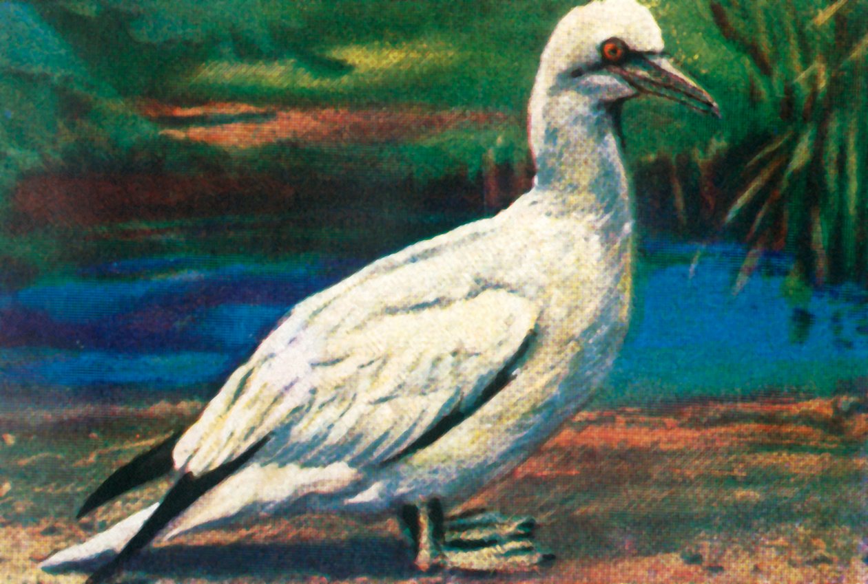 Gannet, c1928. od Unbekannt