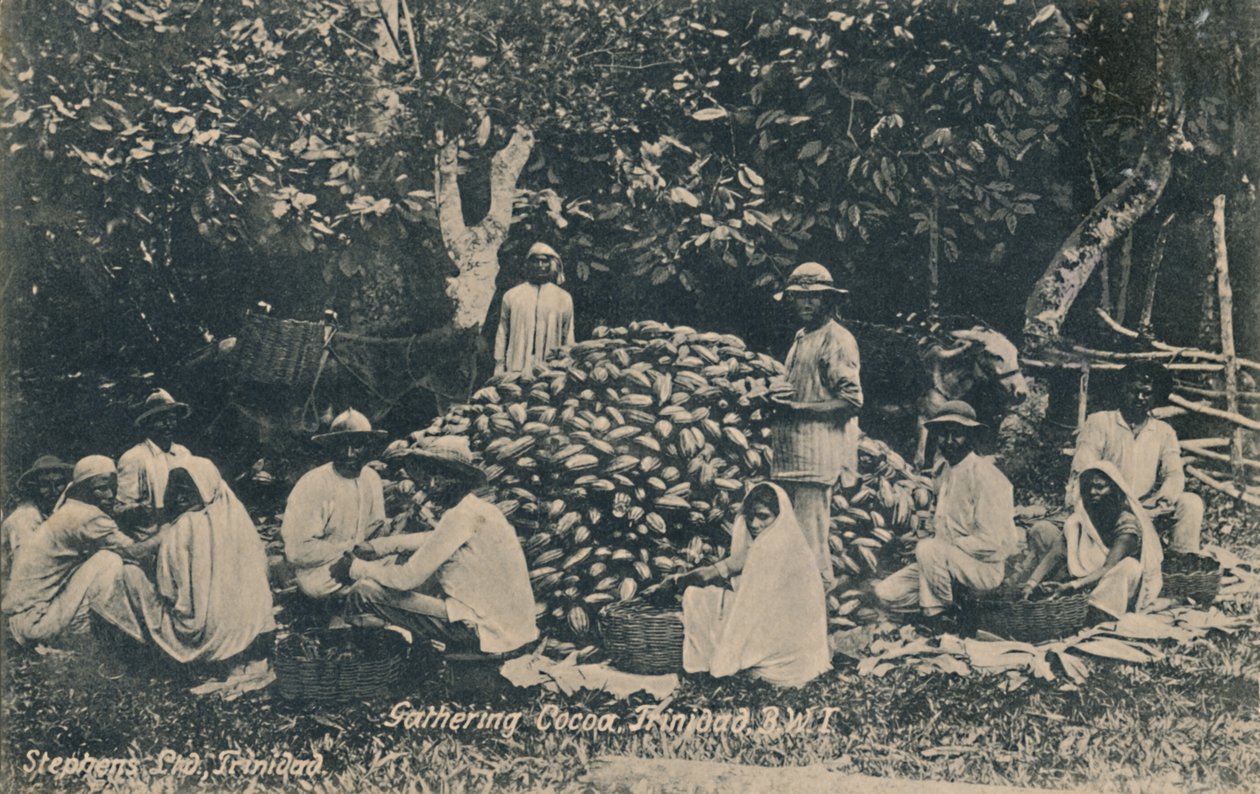 Gathering Cocoa, Trinidad, B.W.I., začátek 20. století. od Unbekannt