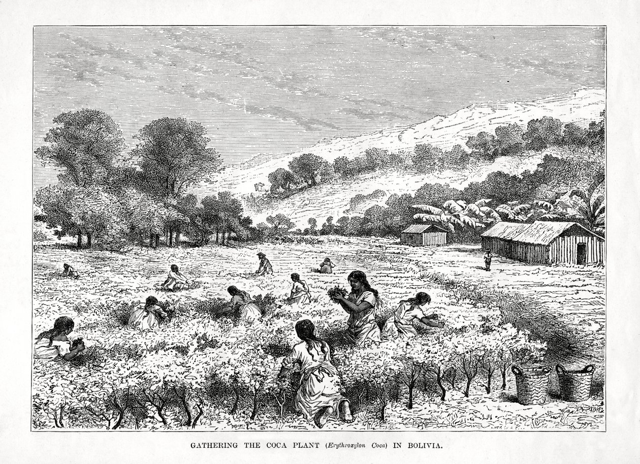 Sběr koky Erythroxylum coca v Bolívii, 1877 od Unbekannt