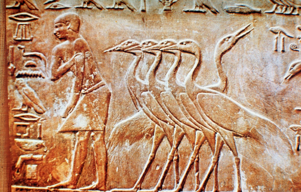 Husy, nástěnný reliéf z hrobky Ptahhotepa, Sakkára, Egypt, 24. století před naším letopočtem od Unbekannt