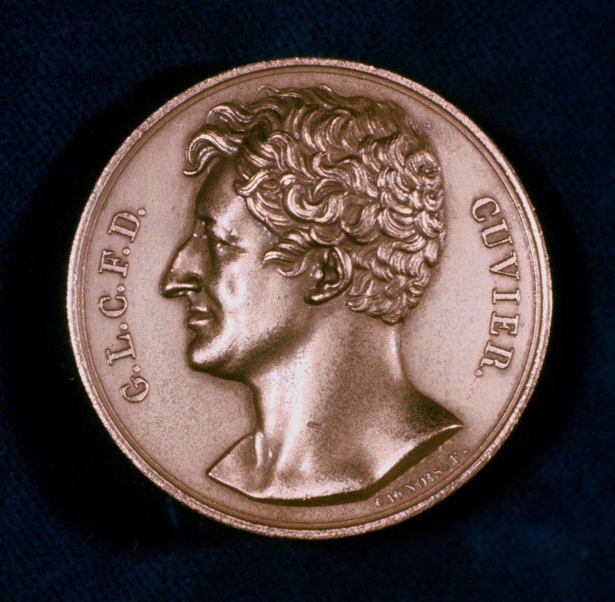 Georges Leopold Chretien Frederic Dagobert, baron Cuvier, francouzský anatom, 19. od Unbekannt